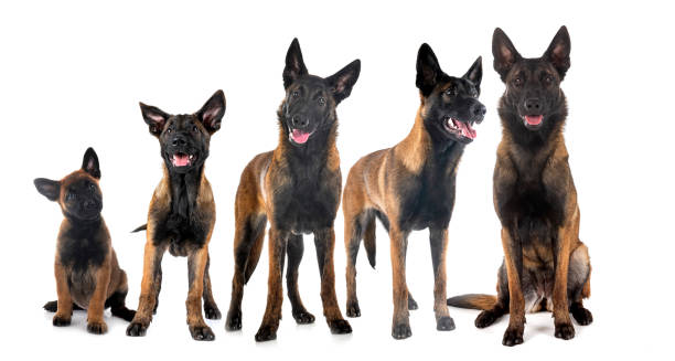 Five Malinois side by side