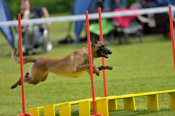 A Malinois clearing an obstacle course