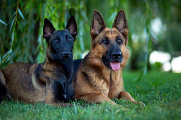 A Malinois next to a German Shepherd Dog