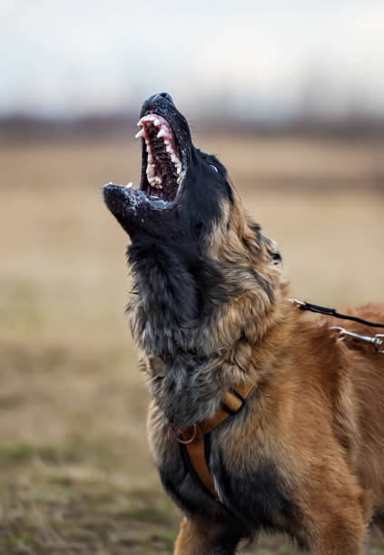 An aggravated Malinois