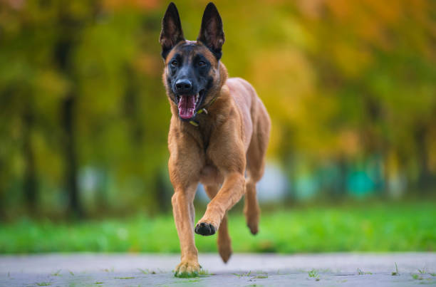 A malinois walking towards the camera