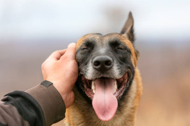 A smiling Malinois getting pet