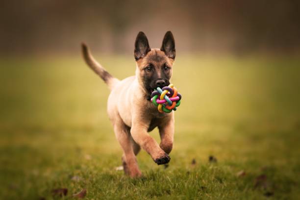 A Malinois puppy carrying a toy