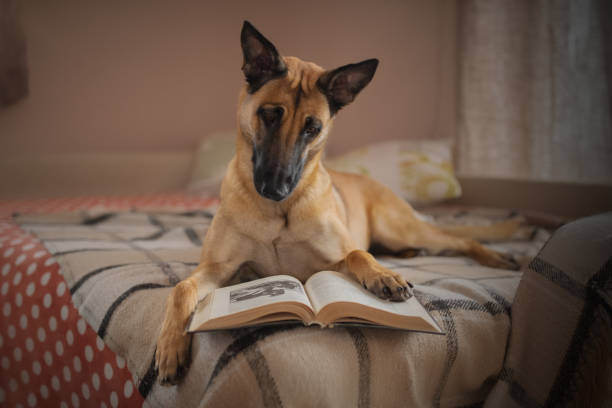 A Malinois reading a book on a bed