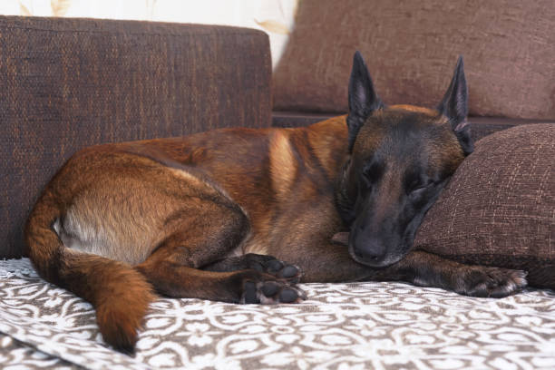 A Malinois sleeping on a couch