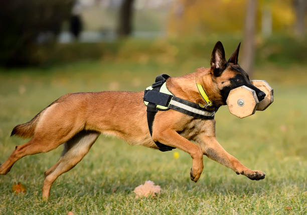 A Malinois carrying a weight