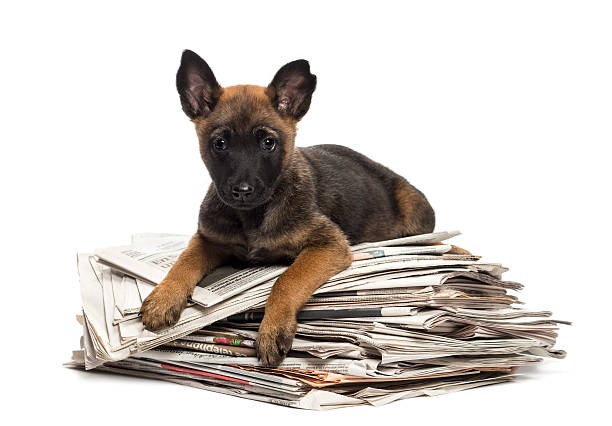 A Malinois lying on newspapers